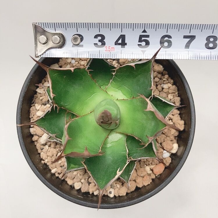 送料無料 いくらから ホリダ アガベ Agave ホリダ④短葉 陽炎 ドワーフ アガベ