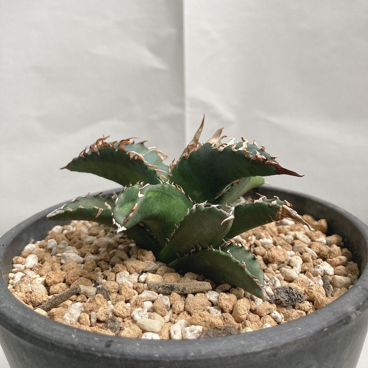 アガベ　セルシーノバ　中斑　特別斑 アガベ セルシーノバ 中斑 特別斑 アガベ セルシーノバ 中斑 特別斑