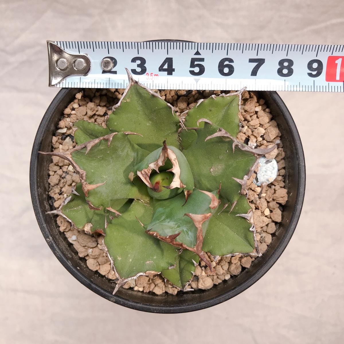 農大ナンバーワンアガベチタノタ親株サイズ活着充実株