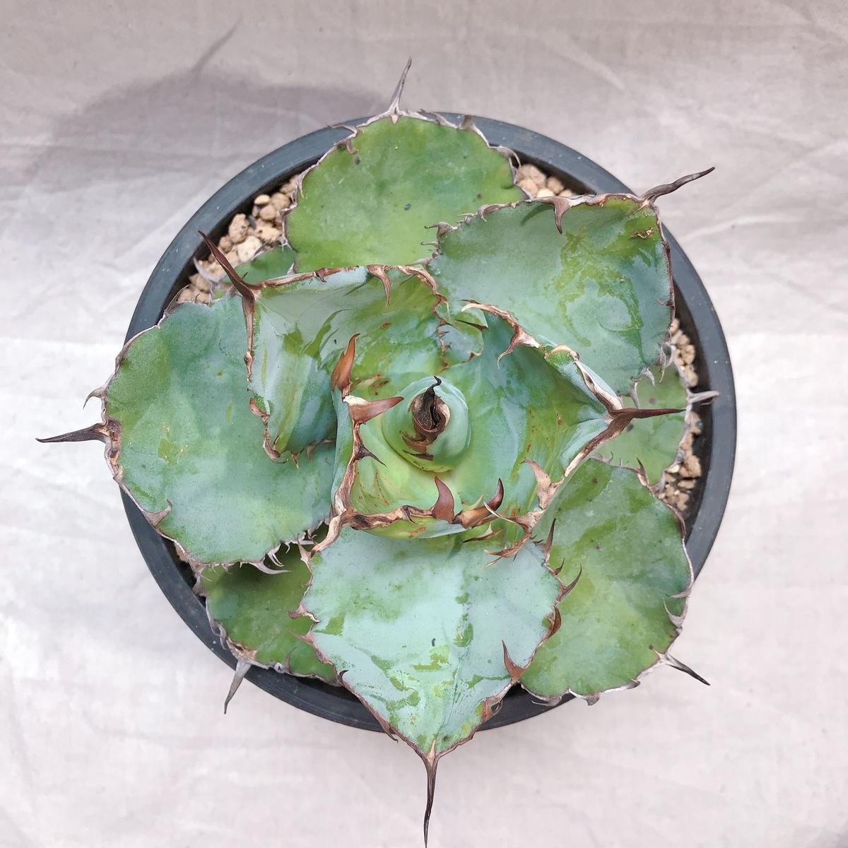 開店記念セール 5株同捆 黒刺 短葉 ブラックアンドブルー丸葉 チタノタ 多肉植物アガベ 植物 観葉植物 Hlt No