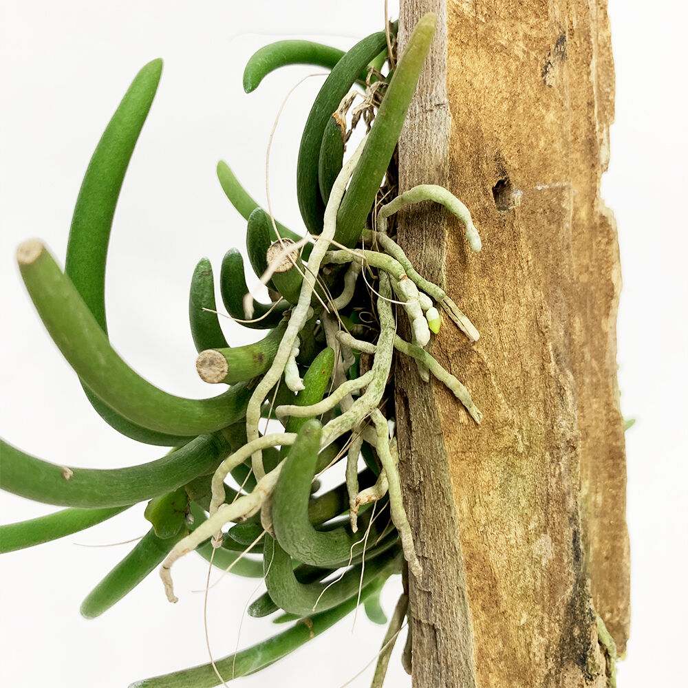 Cleisostma arietinum | moku-online store-