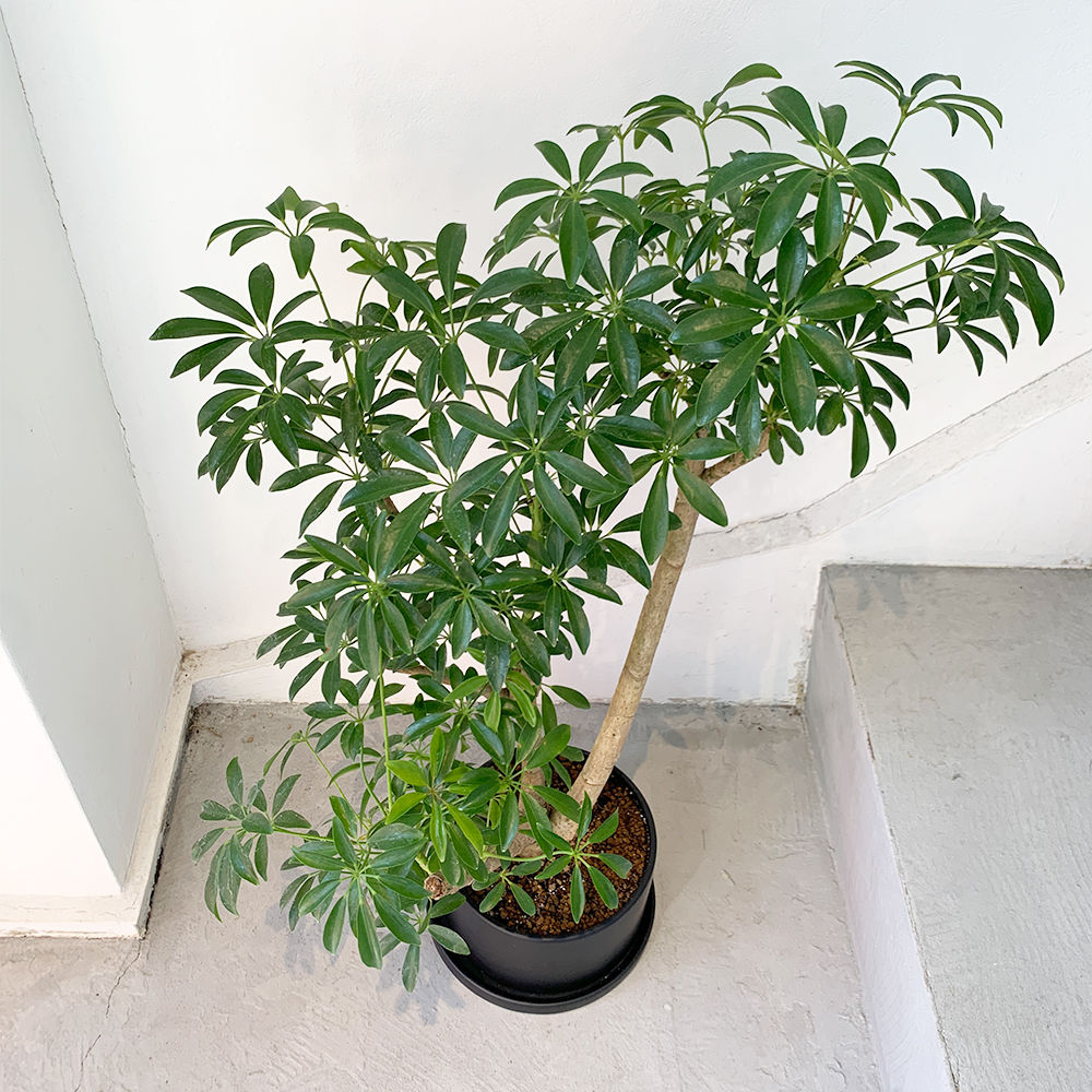 シェフレラ アルボリコラ Moku Online Store