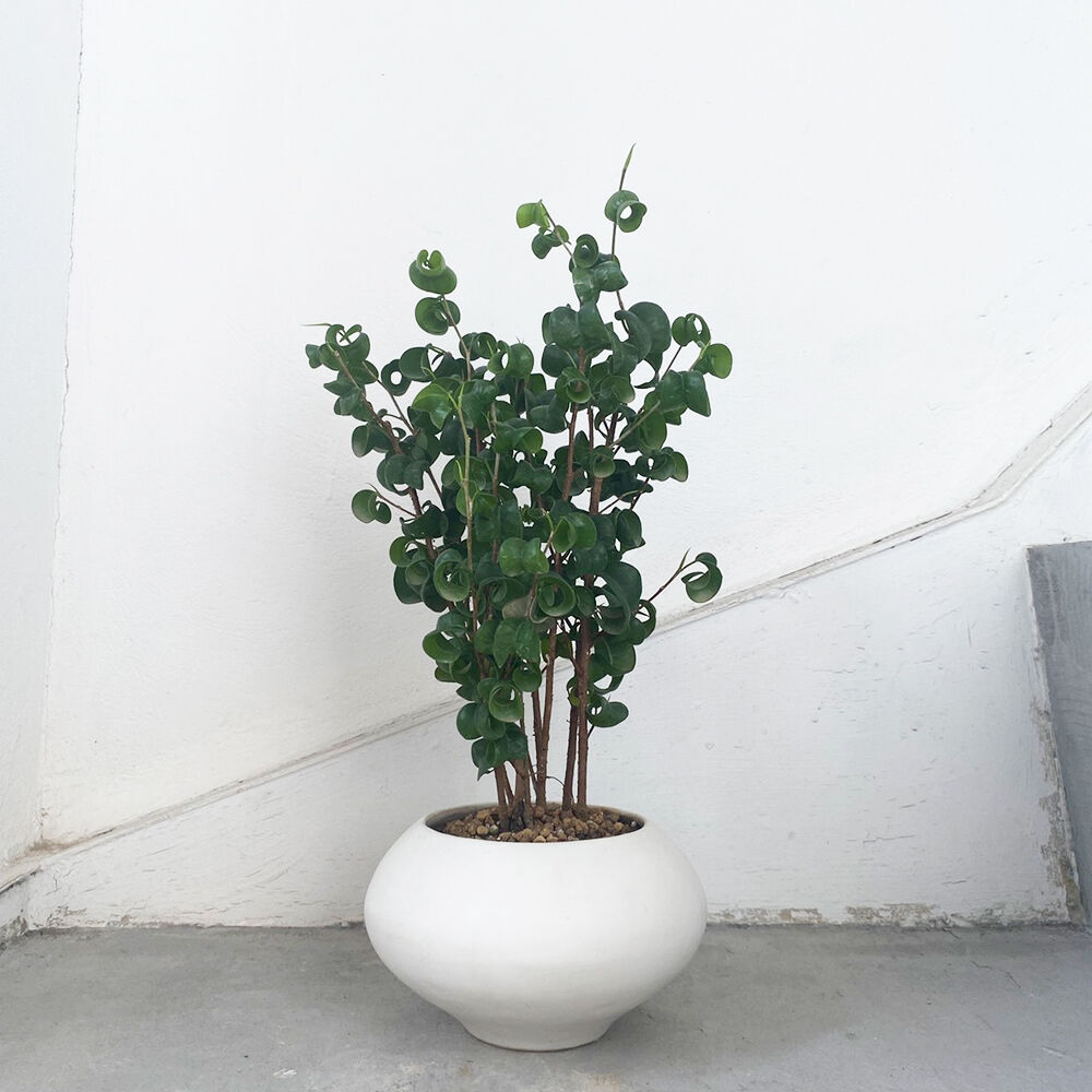 フィカス ベンジャミン バロック Moku Online Store