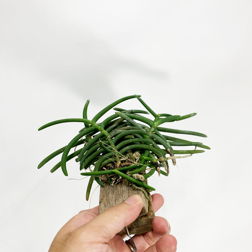 Cleisostma arietinum | moku-online store-