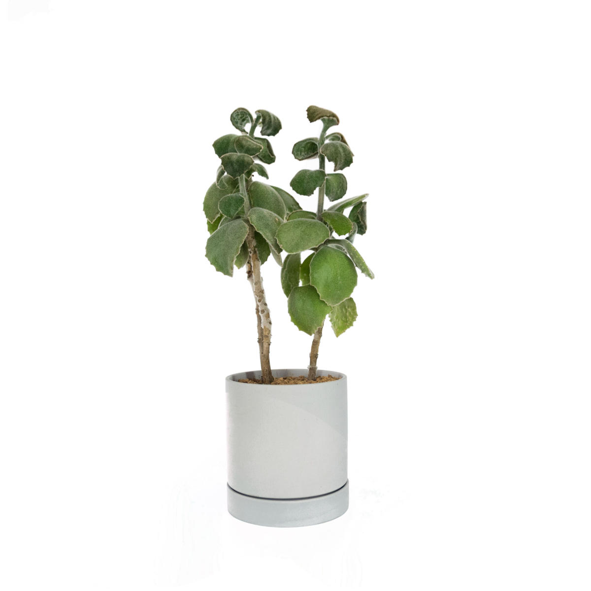 カランコエ ベハレンシス Moku Online Store