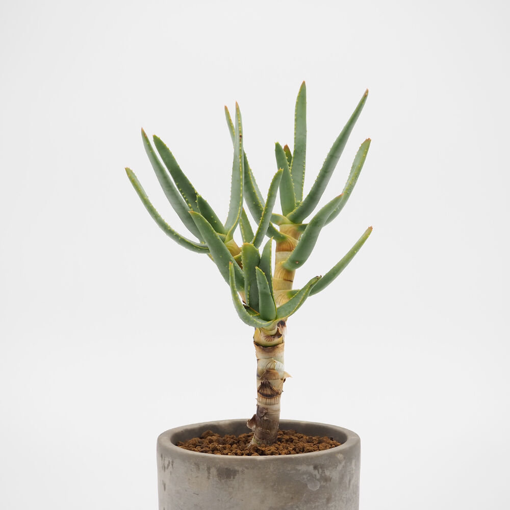 アロエ ラモシシマ Moku Online Store