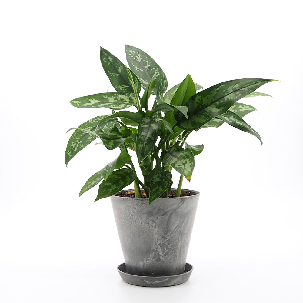 アグラオネマ マリア Moku Online Store