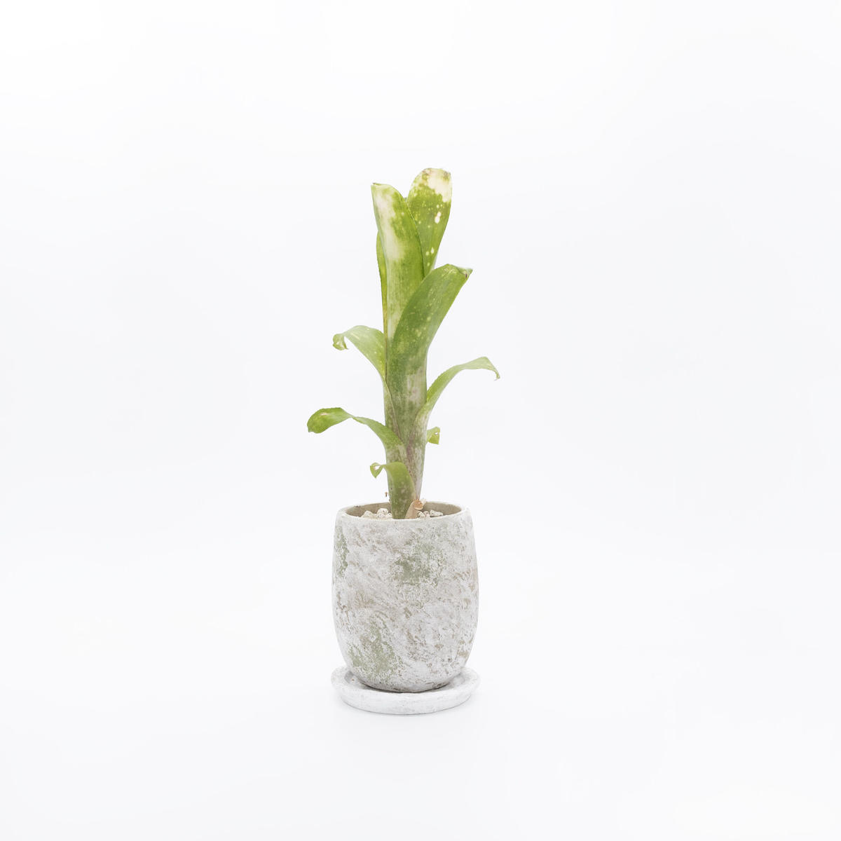 ビルベルギア・テキーラサンセット store