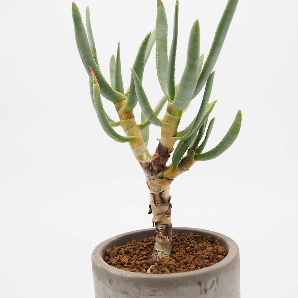 現品】【大型】アロエ ラモシシマ(ラモシッシマ ラモッシシモ