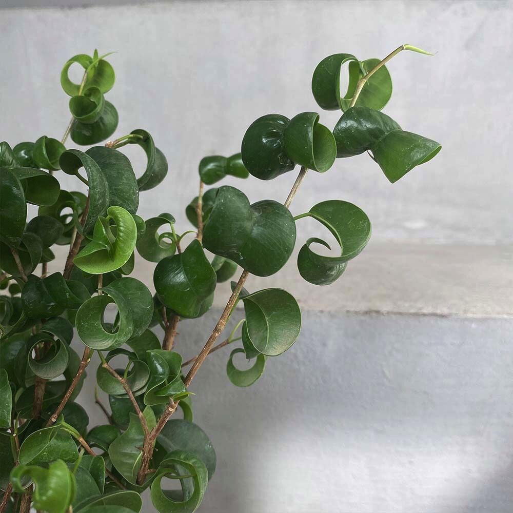 フィカス ベンジャミン バロック Moku Online Store