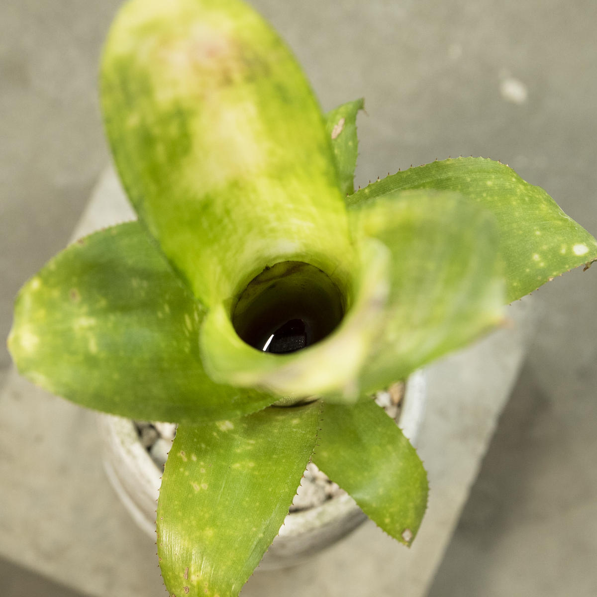 ビルベルギア・テキーラサンセット store