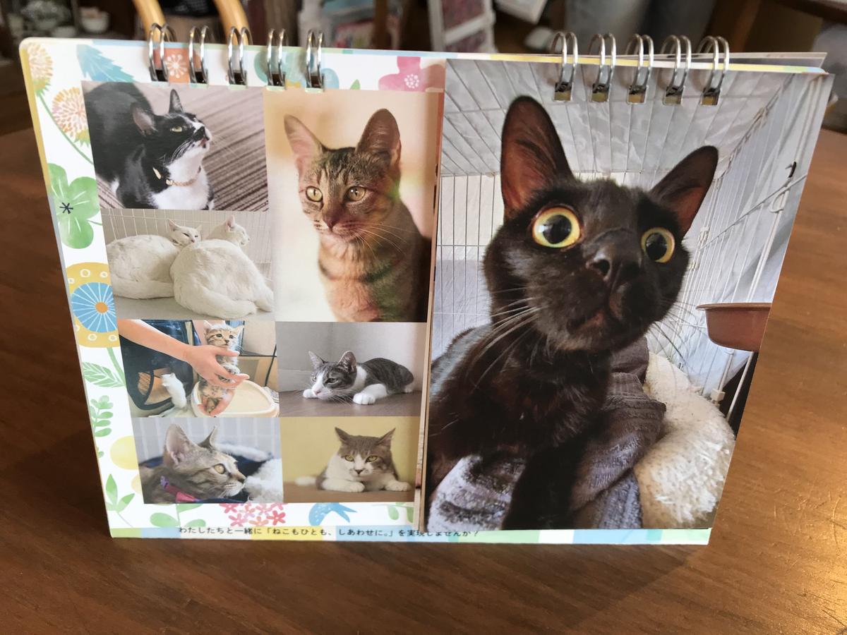 22年もりねこカレンダー 卓上タイプ 保護ねこカフェ もりねこ