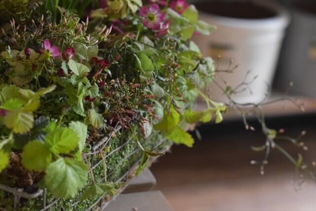 野の花 雲まぐさ とベビーティアーズ 元町庵 Store