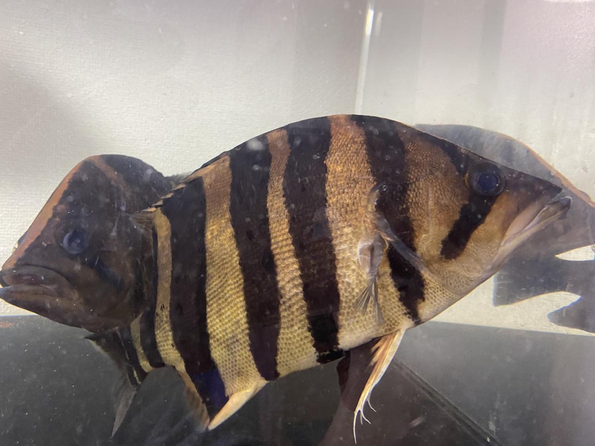 ダトニオプラスワン ±28㎝ | NS Aqua