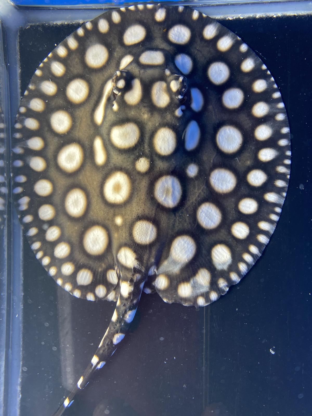 ④ ☆極上選別個体☆ ビックスポット 純血ダイヤモンドポルカ