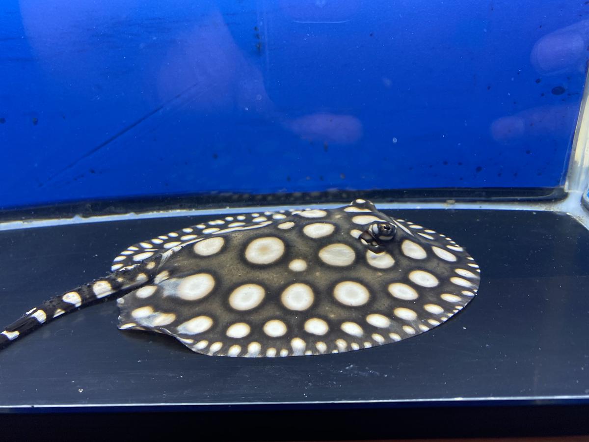 ④ ☆極上選別個体☆ ビックスポット 純血ダイヤモンドポルカ