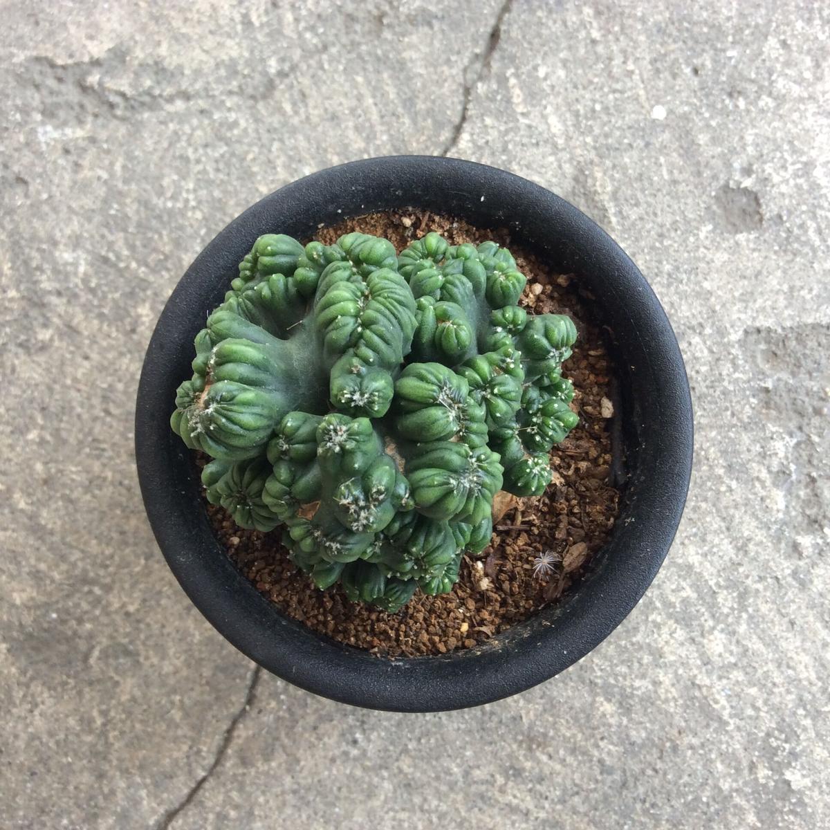 ポリゴナ綴化 Nakanostore