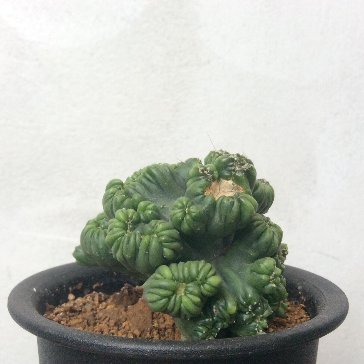 ポリゴナ綴化 Nakanostore