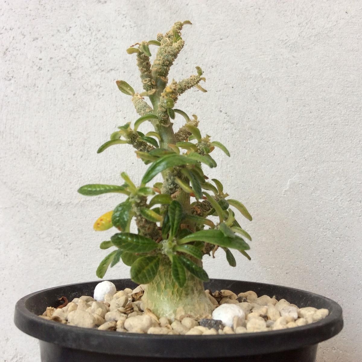 実生株) ドルステニア ギガス ブラータ dorstenia gigas f