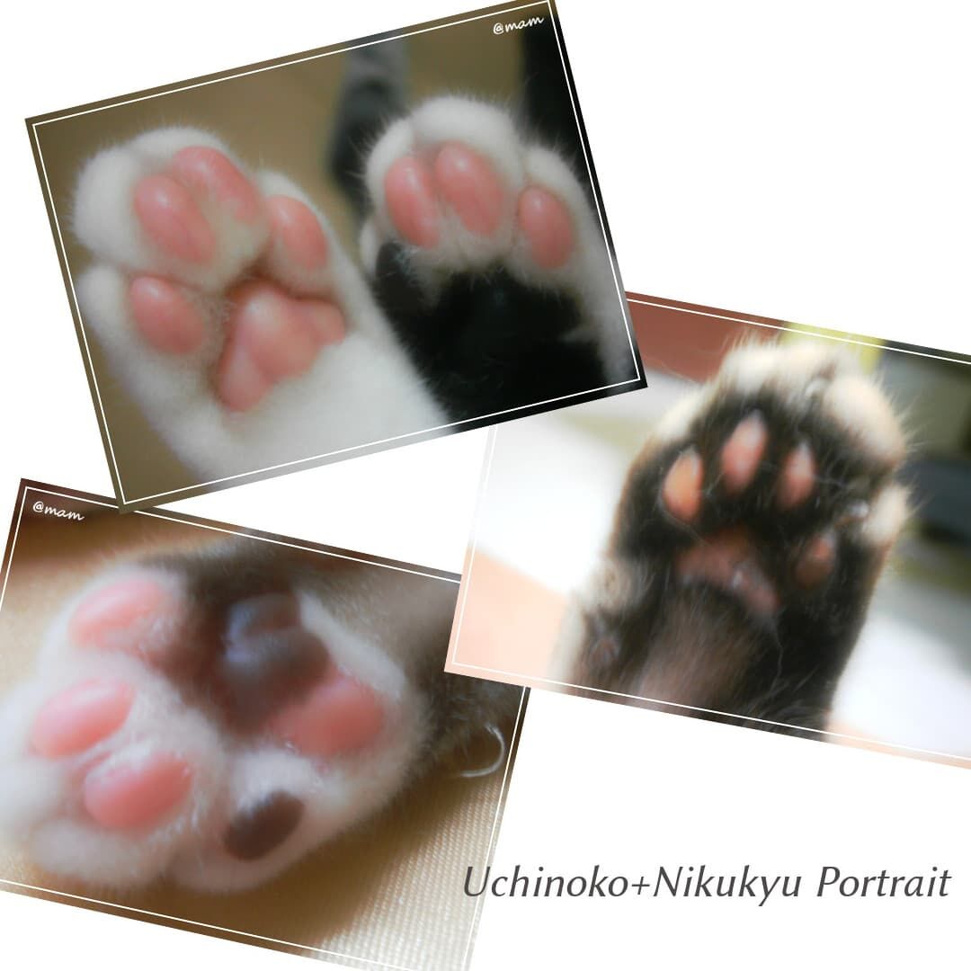 うちの子 にくきゅう デジタルポートレート デュオ なにぬ猫わごん ねこときどきわんこ うちの子 にくきゅう デジタルポートレート デュオ なにぬ猫わごん ねこときどきわんこ