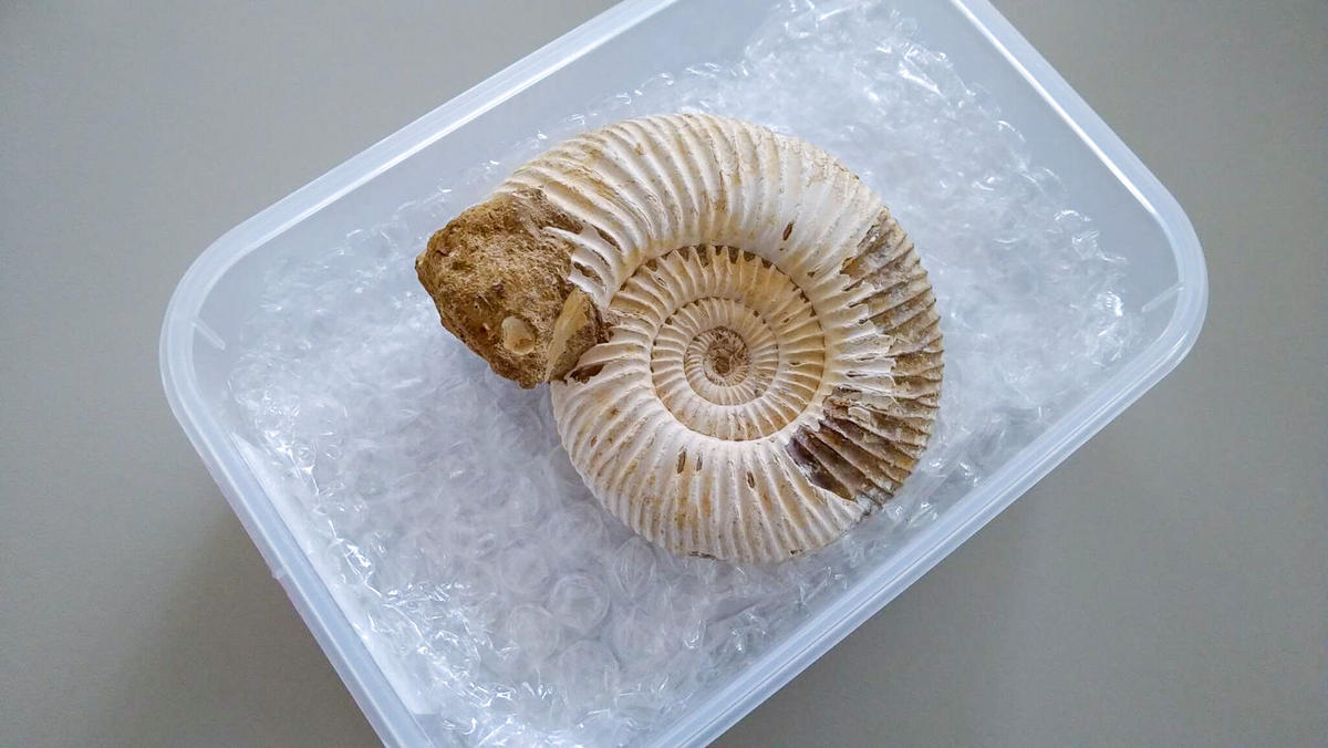 注目ショップ・ブランドのギフト 特大 アンモナイト化石 1225g