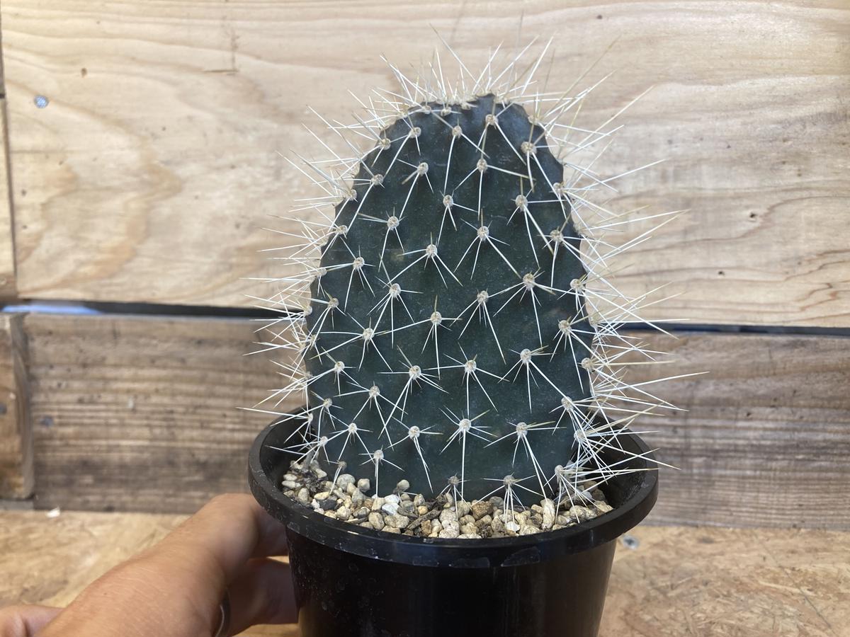 【気質アップ】 ガラパゴス団扇（ガラパゴスウチワ）｜黒肌白棘｜Opuntia galapageia サボテン