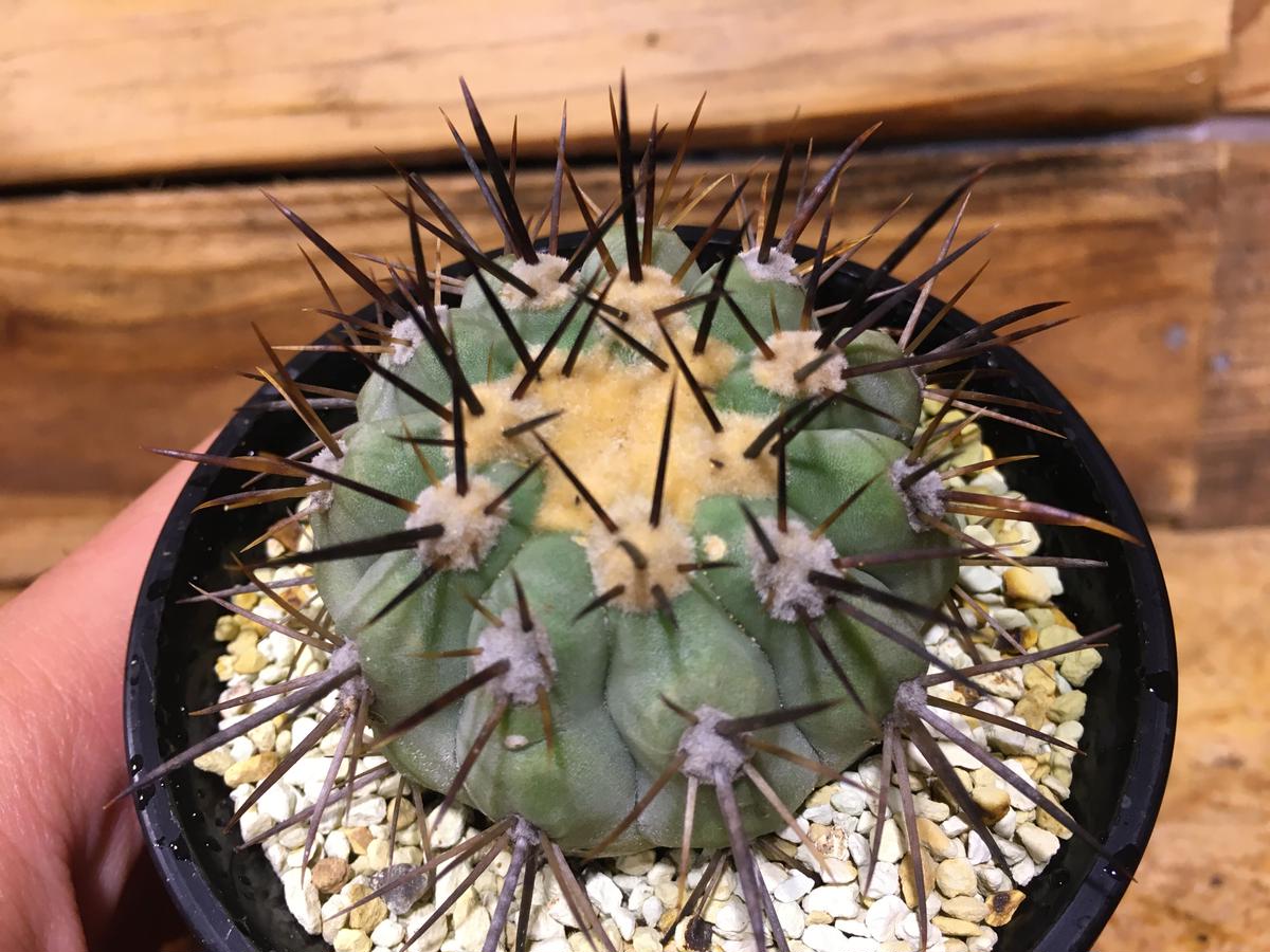 コピアポア シネレア 黒王丸 現地球 実生 接ぎ降ろし 台無し 自根