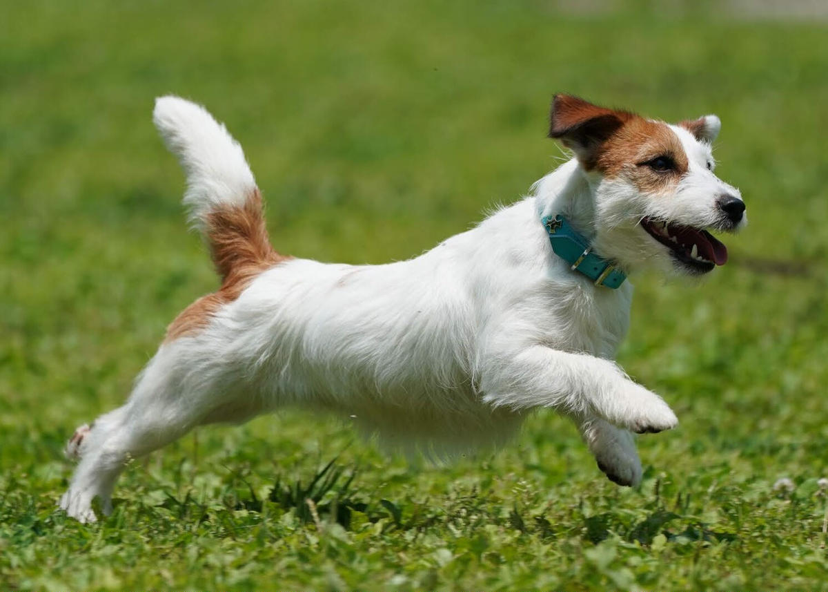 大放出セール あんよくん 140mg 1粒 サプリメント