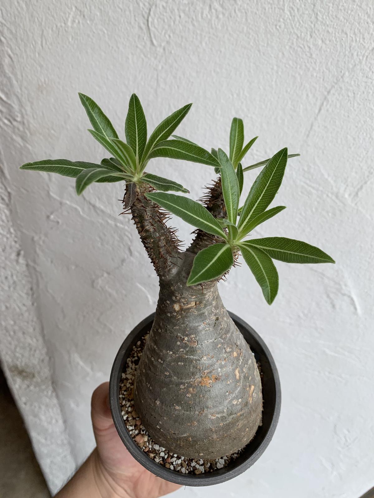 Pachypodium Gracilius パキポディウム グラキリス 現地球 ネのこと