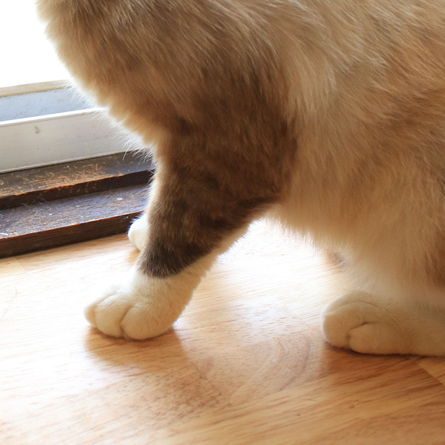 能ある猫は爪隠すシリーズ 5本指ソックス 靴下猫 【スタンダード】 NECOREPA STORE 能ある猫は爪隠すシリーズ 5本指ソックス 靴下猫 【スタンダード】 NECOREPA STORE