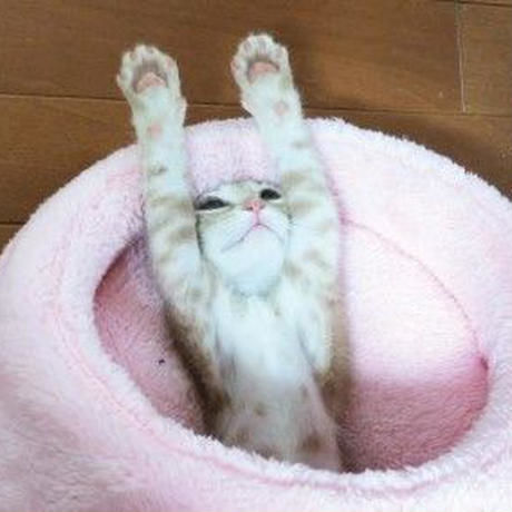 送料無料 限定 ひのき猫 ポストカード3点 缶バッチ2点セット 東急ハンズ池袋店販売記念品 送料無料 限定 ひのき猫 ポストカード3点 缶バッチ2点セット 東急ハンズ池袋店販売記念品