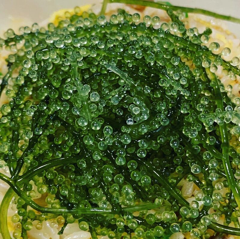 茎なしA級品 生！海ぶどう おまとめ大箱３ｋｇ（シークヮーサー果汁