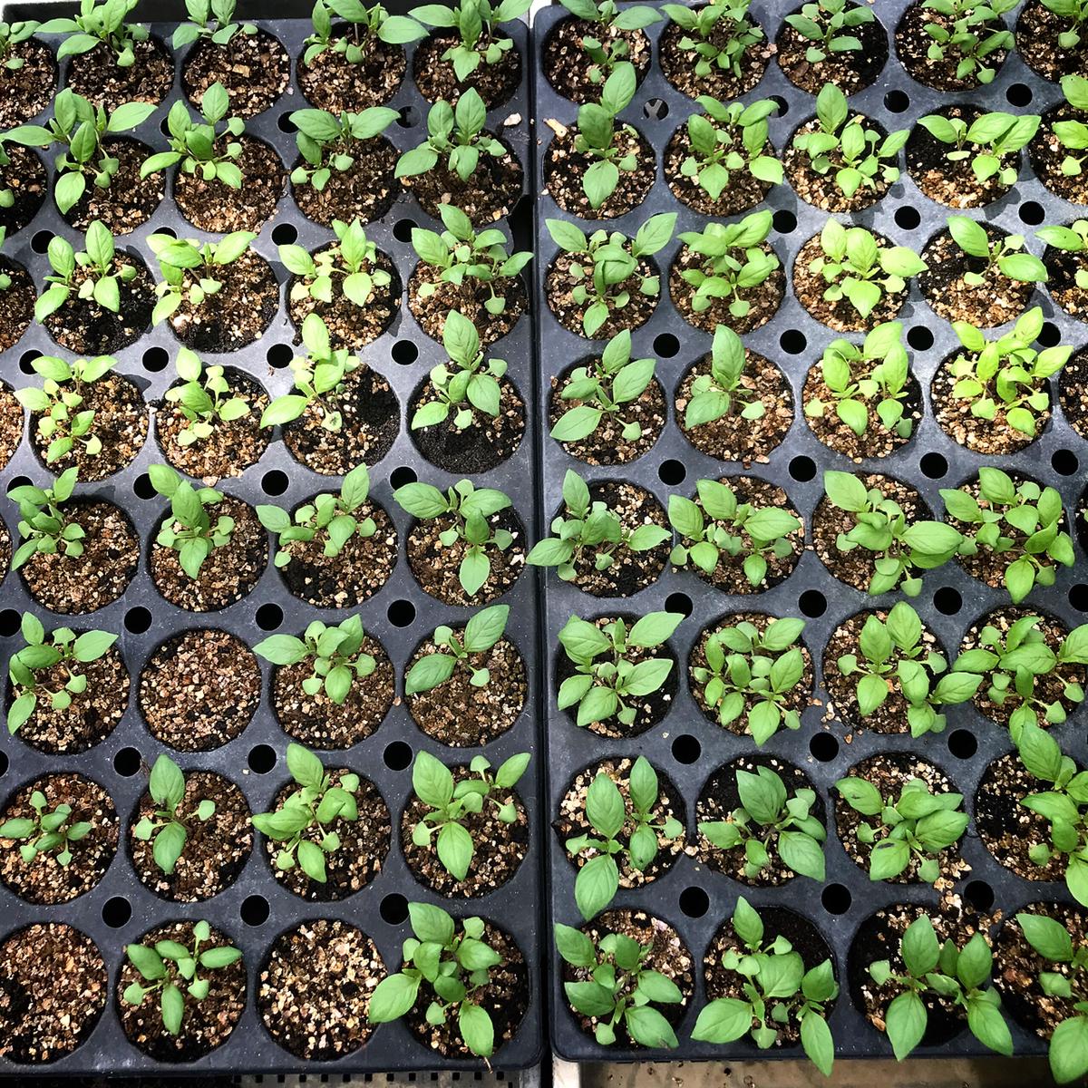 ホーリーバジル苗2株 4本 Ninja Farm オンラインストア