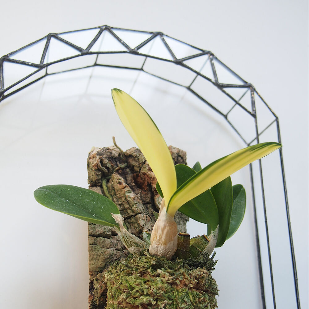 希少センジュラン斑入り多頭 希少センジュラン斑入り多頭 希少センジュラン斑入り多頭 【公式通販】