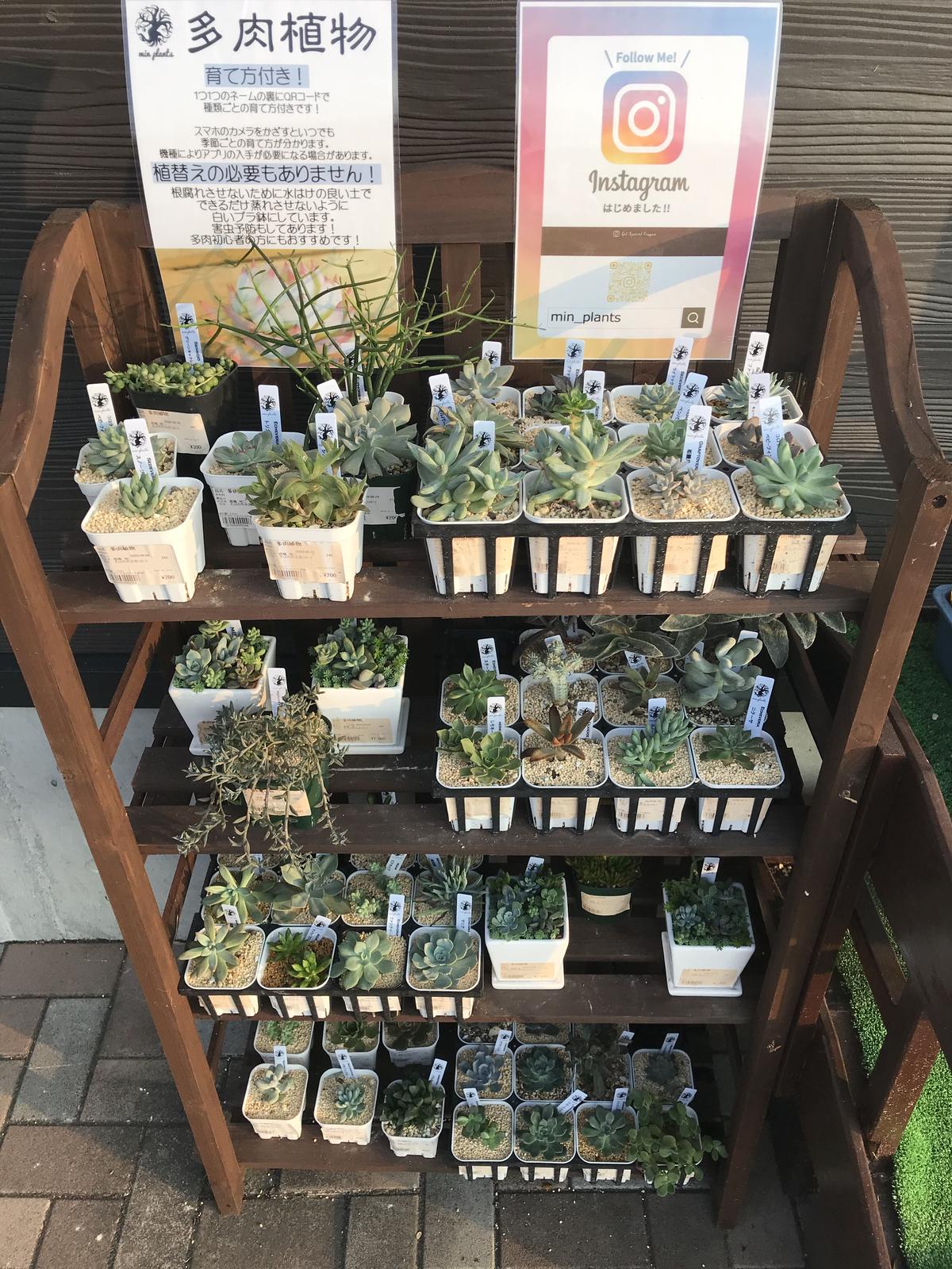 多肉植物棚 道の駅 Min Plants