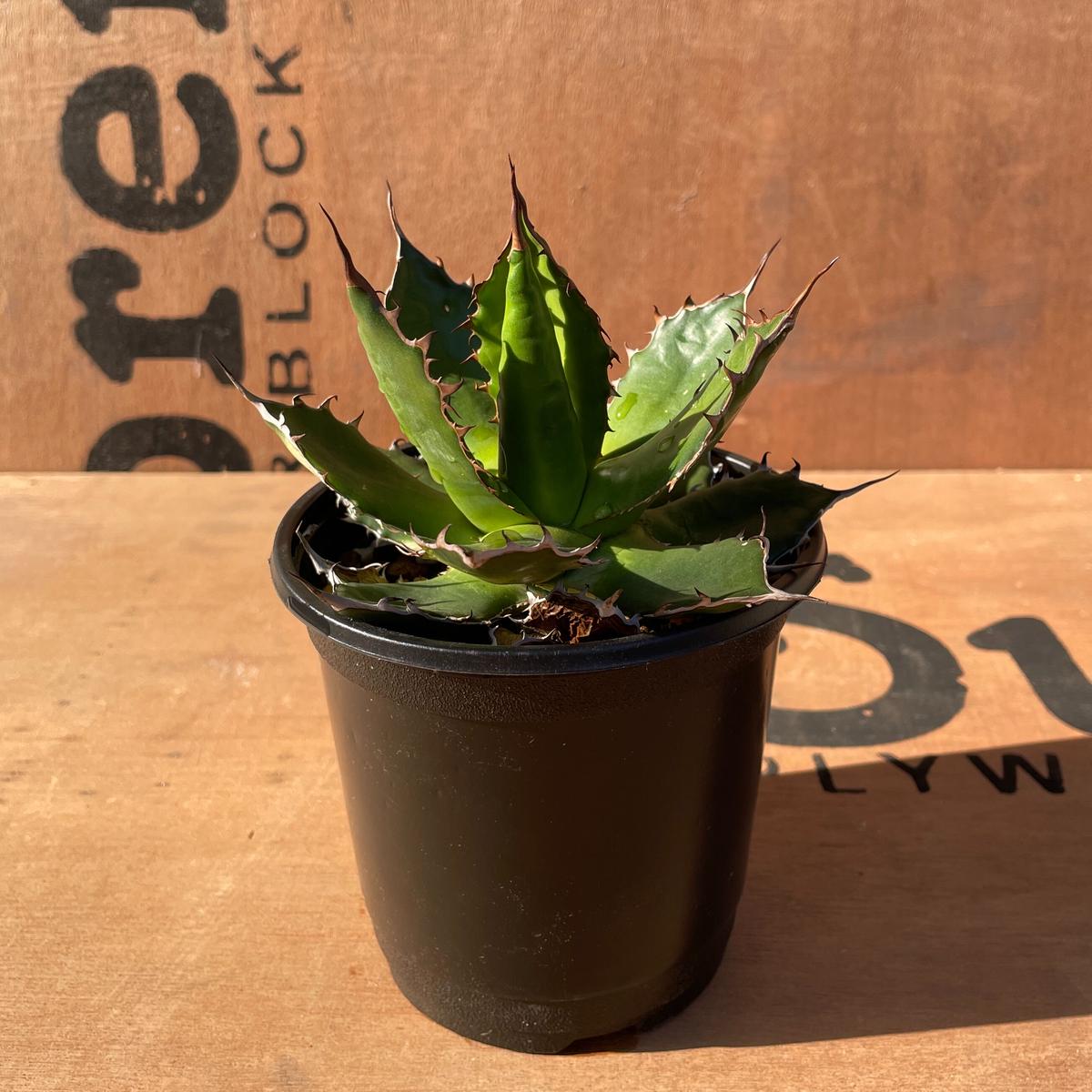 No.004 アガベ ホリダ / Agave Horrida 発根済み株 | NoBird O...