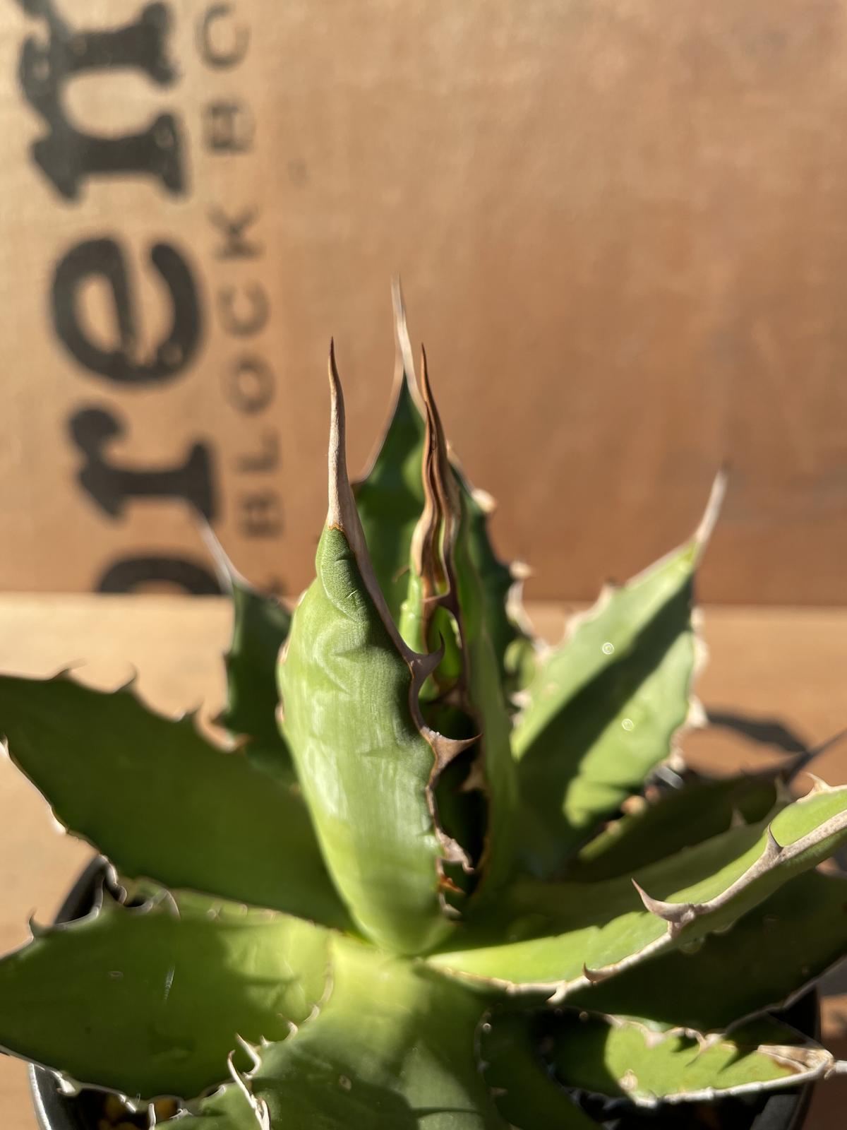 No.005 アガベ ホリダ / Agave Horrida 発根済み株 | NoBird O...