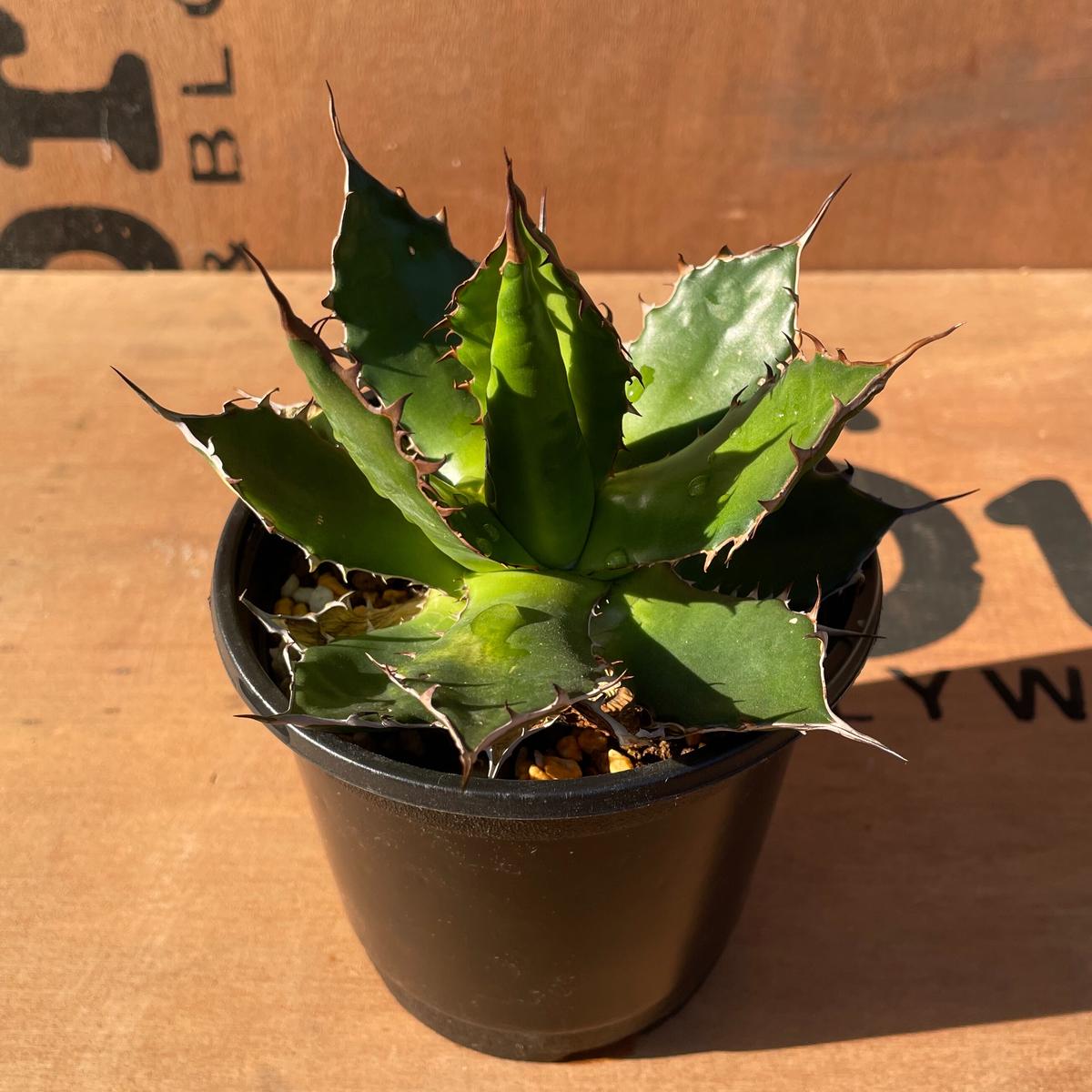 No.004 アガベ ホリダ / Agave Horrida 発根済み株 | NoBird O...