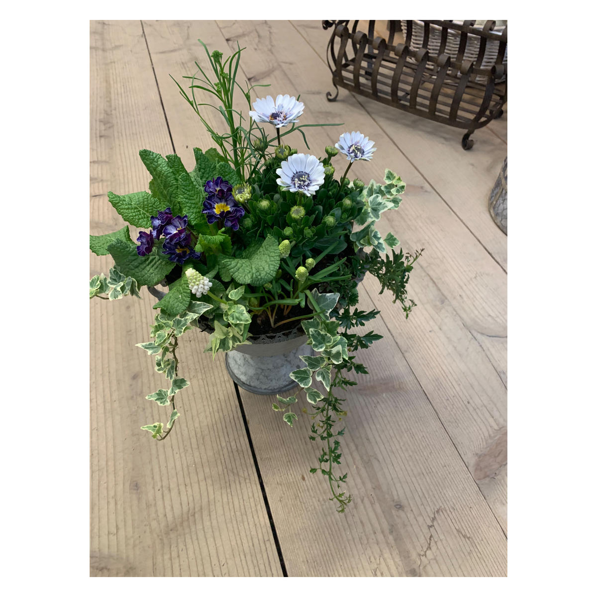 オステオスペルマム シルバーのブルーシックな寄せ植え Gardenshop Nonohana