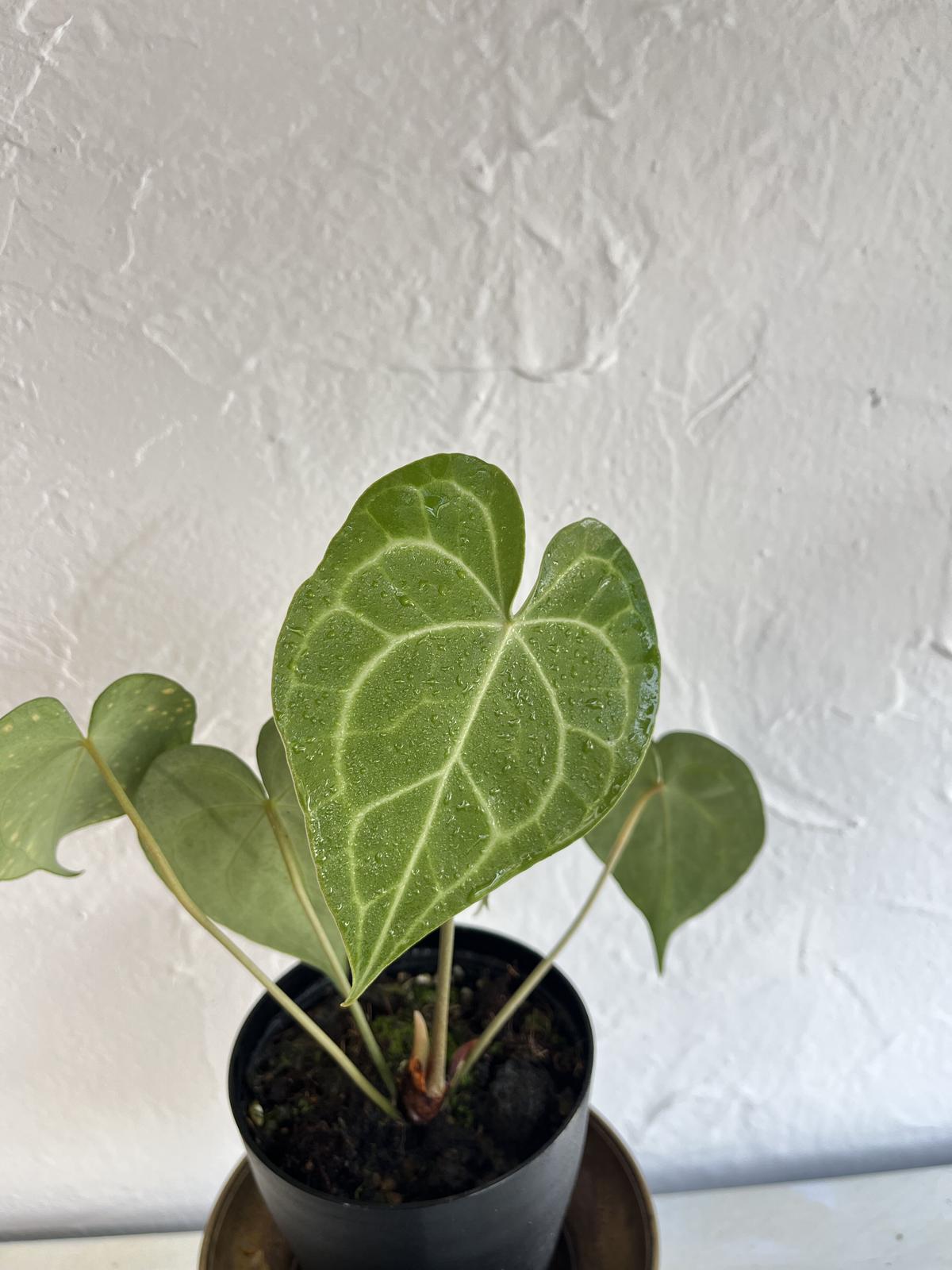 アンスリウム クラリネルビウム　特大　良株　8号　アンスリューム アンスリウム クラリネルビウム 特大 良株 8号 アンスリューム