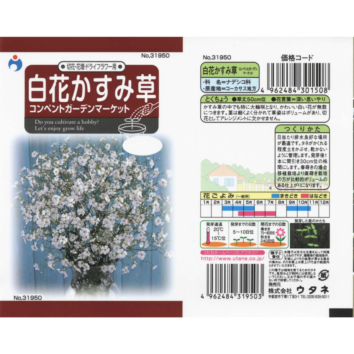 白花かすみ草コンペントガーデン 送料込 種セット 6g ギフト 花さんぽ