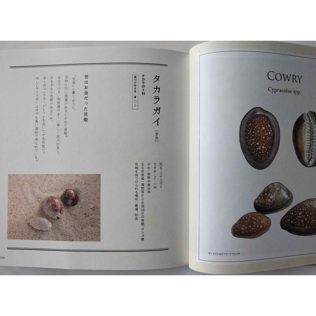 貝殻の名前 野鳥の名前 Nowaki