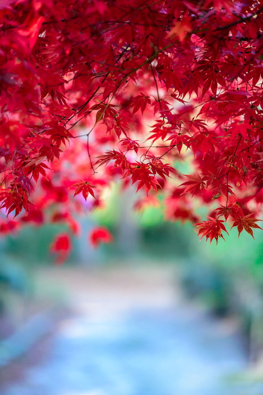 癒しの赤 紅葉の待ち受け画像 Now Photoworks