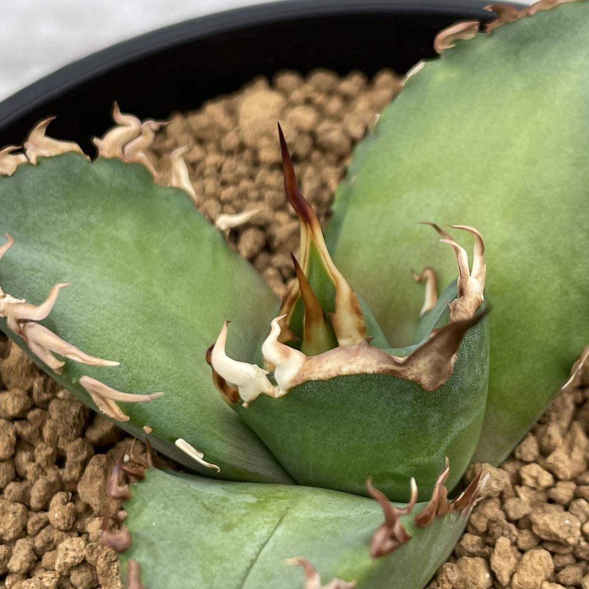 アガベ チタノタ キャンサー(CANCER) 親株 【公式通販】