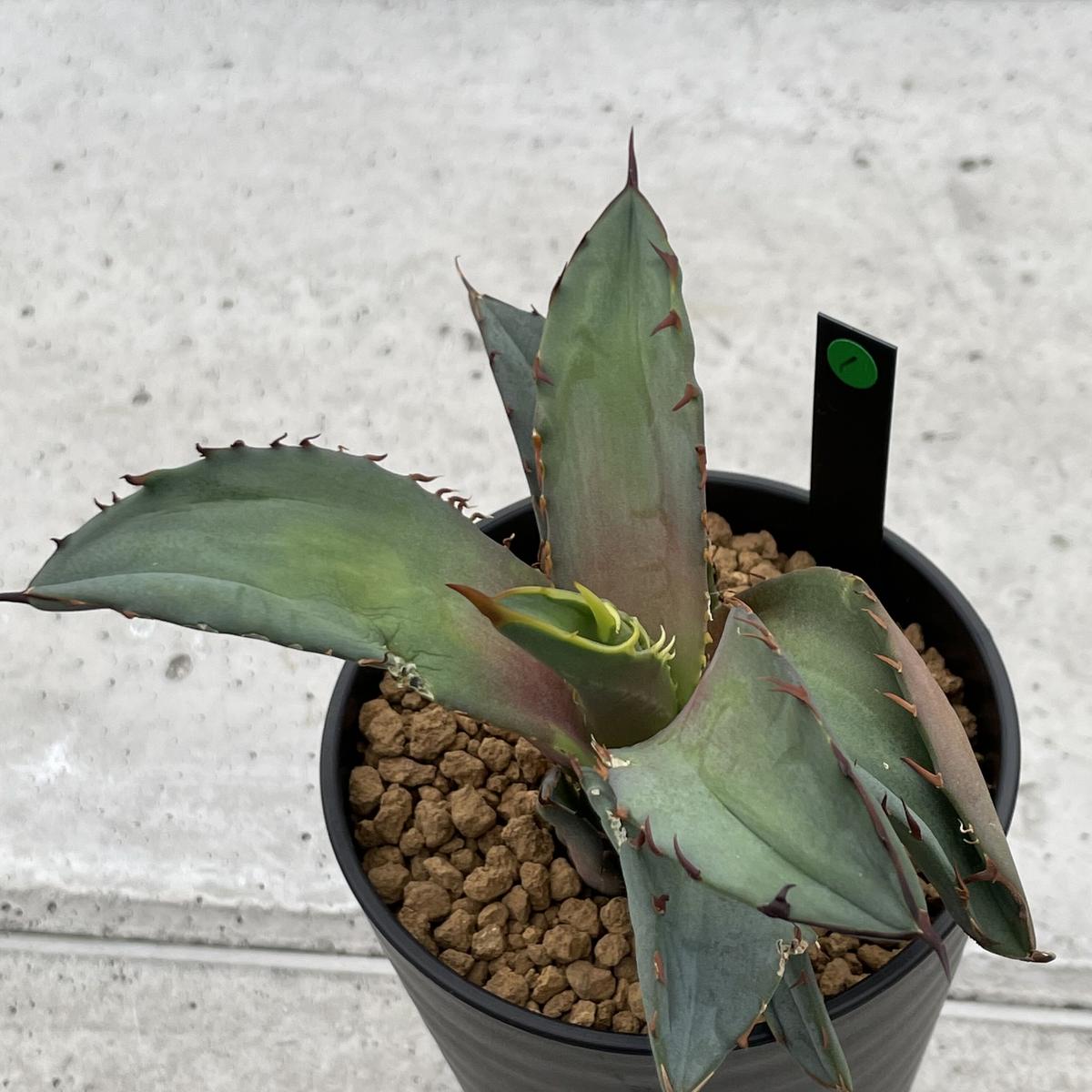Agave titanota CANCER 大株 キャンサー アガベ チタノタ