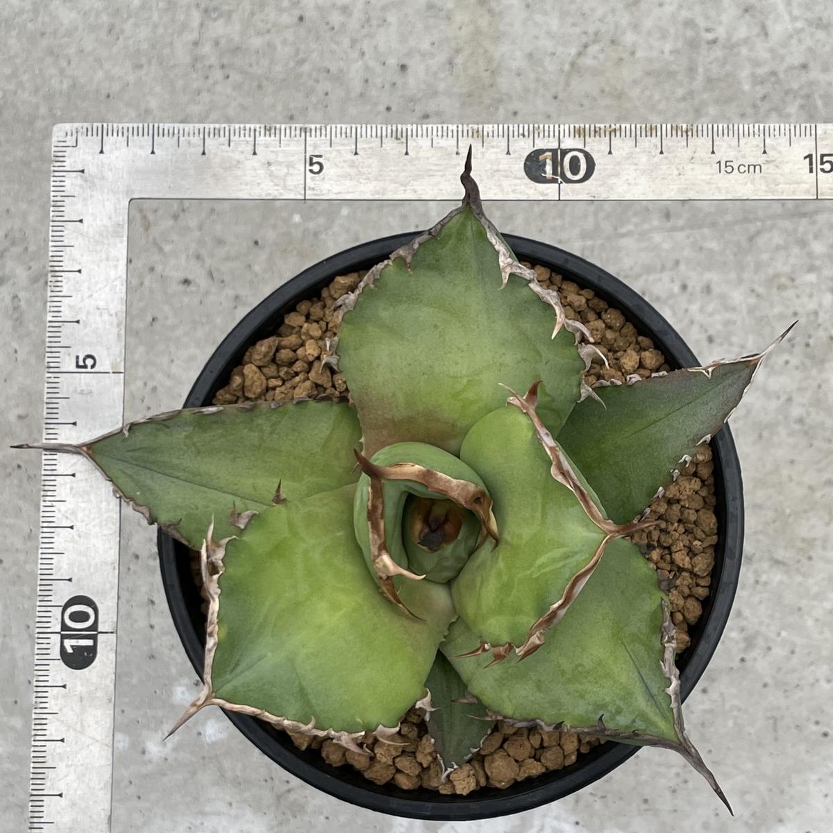 Agave titanota CANCER 大株 キャンサー アガベ チタノタ