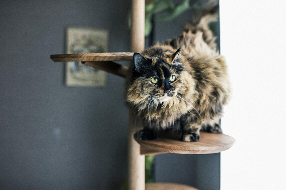 KINOBORI / cat tower & CAT ONLINE STORE