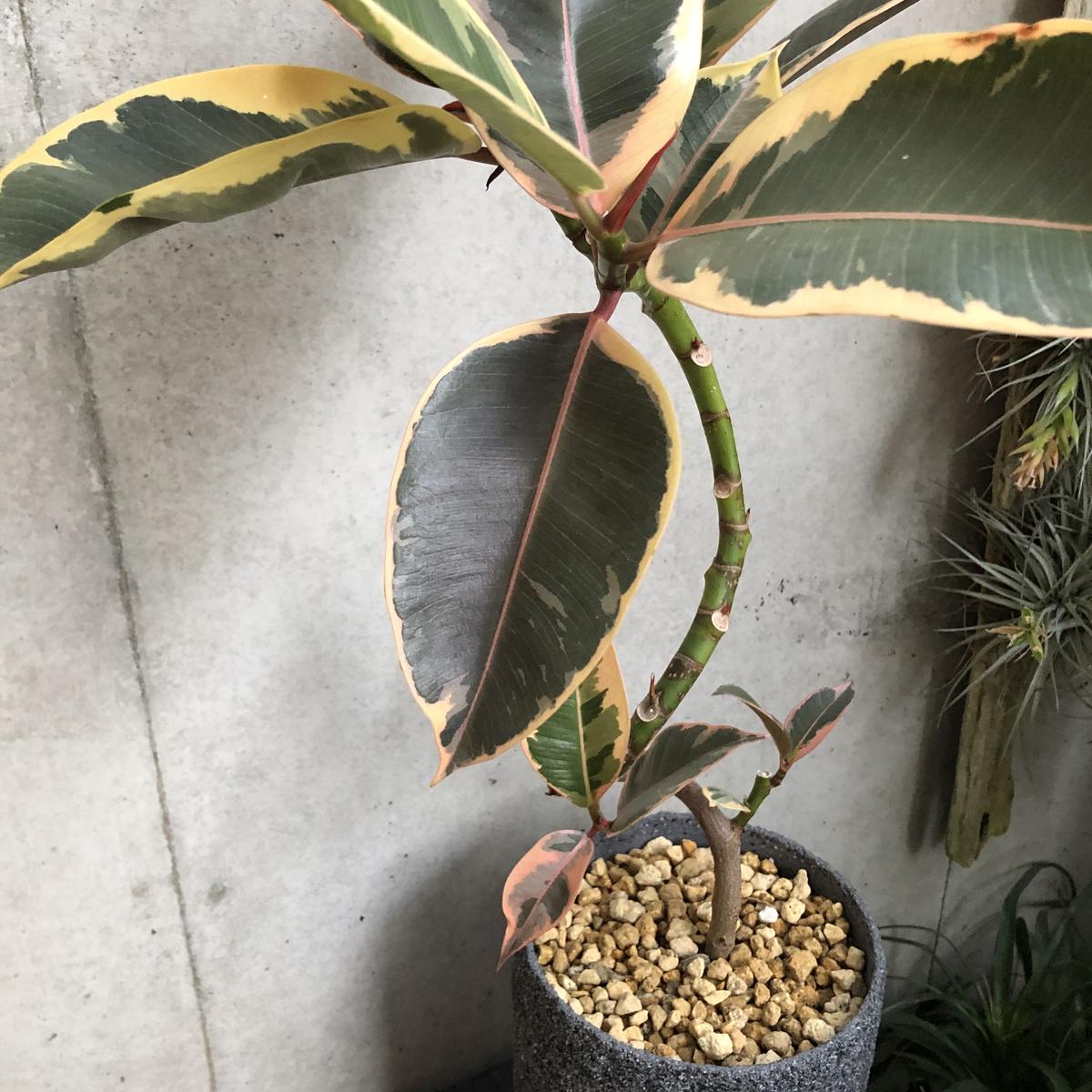 フィカス ティネケ On The Leaf