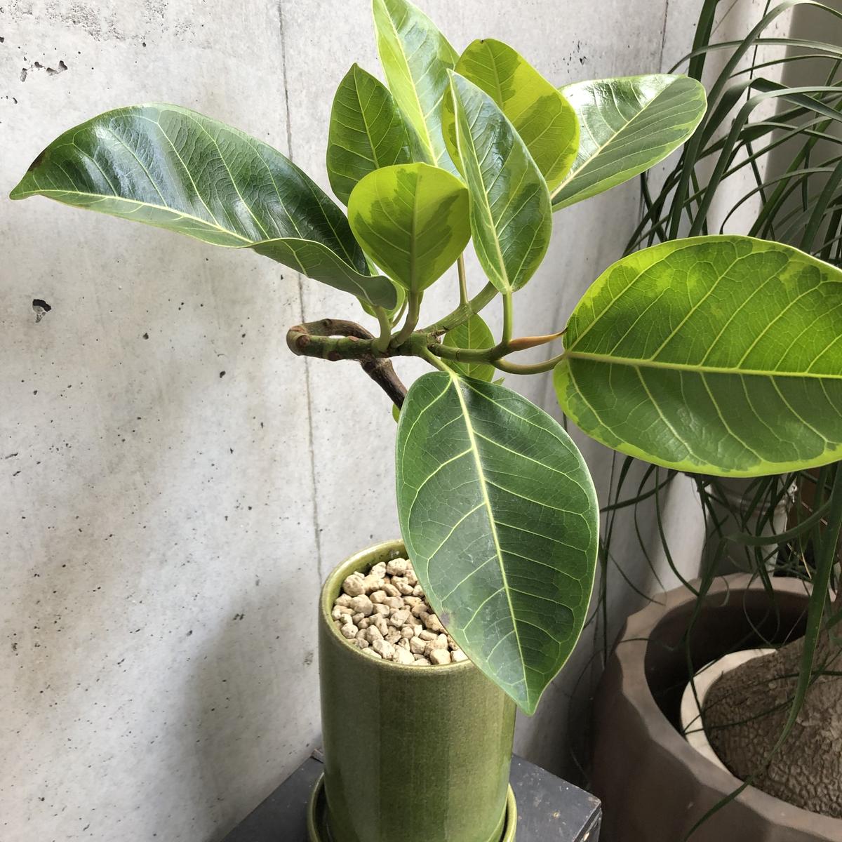 フィカス アルテシマ On The Leaf