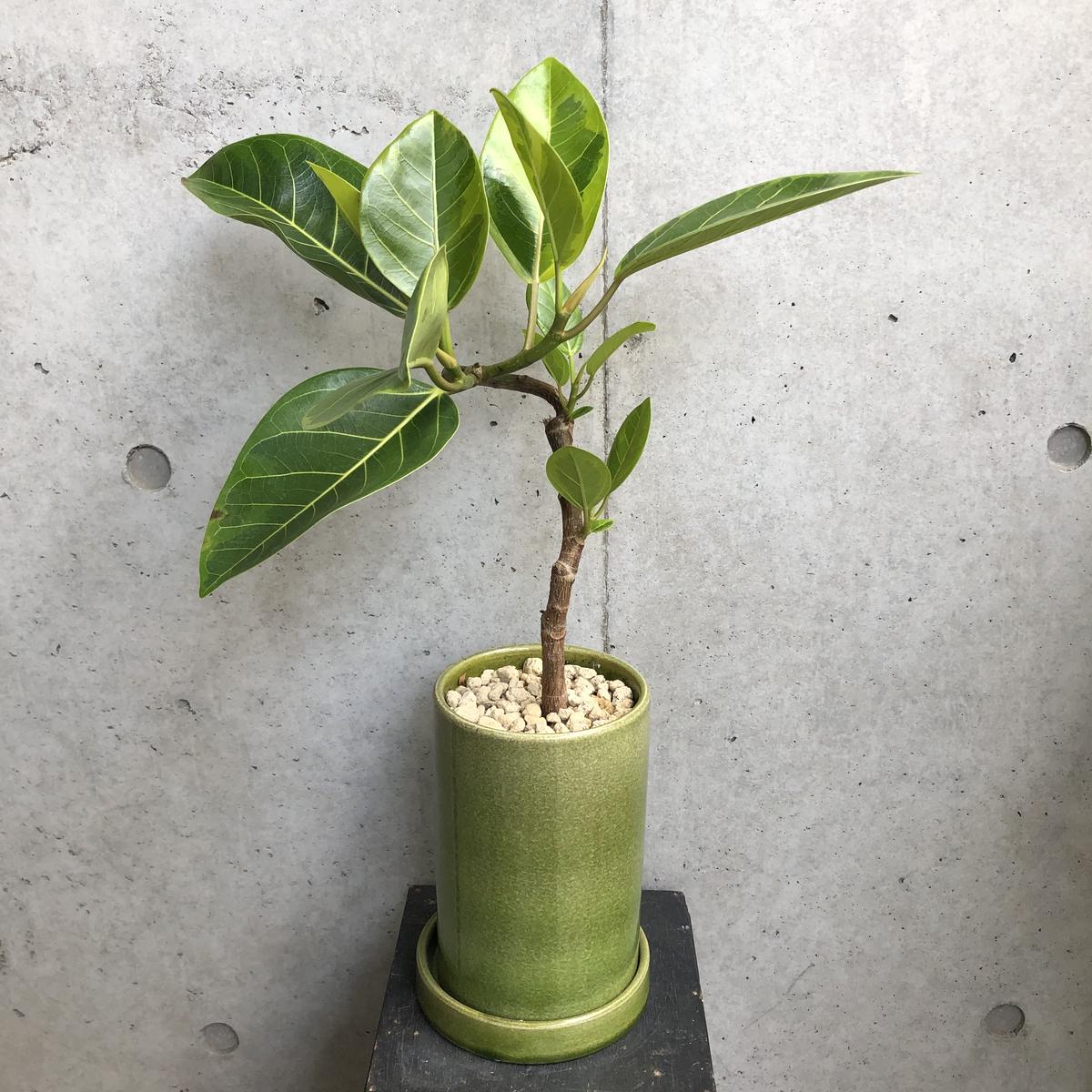 フィカス アルテシマ On The Leaf